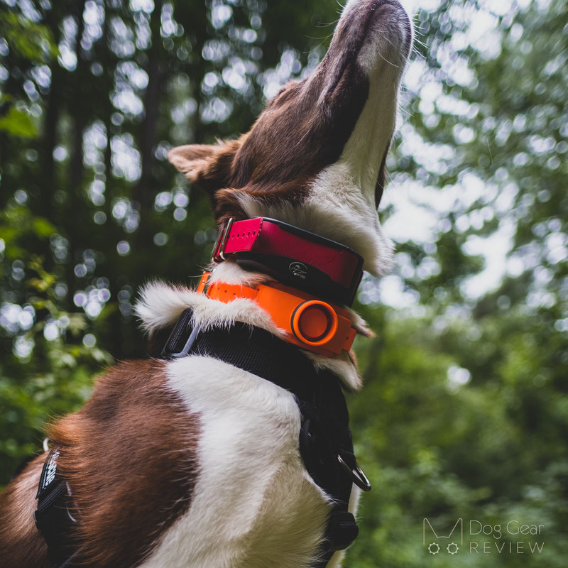 SportDOG Brand UplandHunter Beeper Review | Dog Gear Review