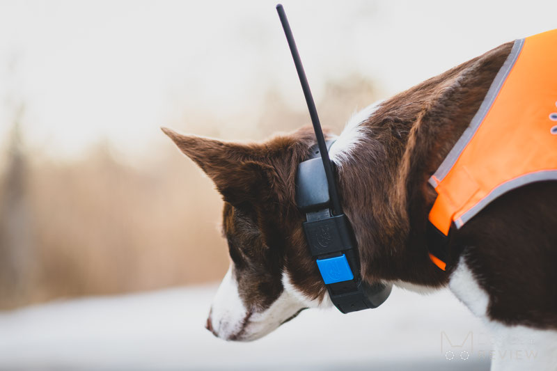 Dog collar clearance tracking system