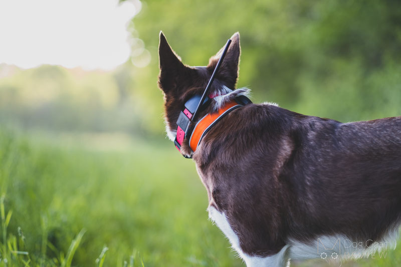 SportDOG Brand TEK 2.0 GPS Tracking System Review | Dog Gear Review