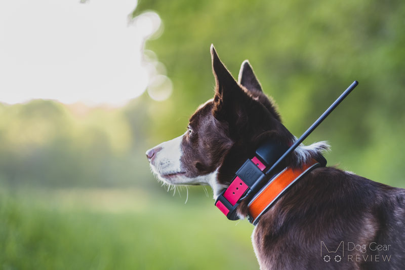 Sportdog shock collar outlet reviews