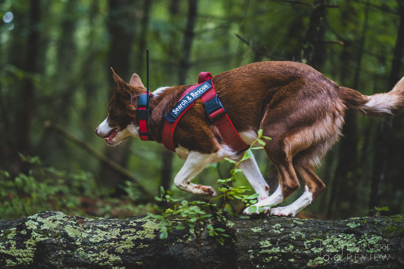 Dog collar outlet tracking system