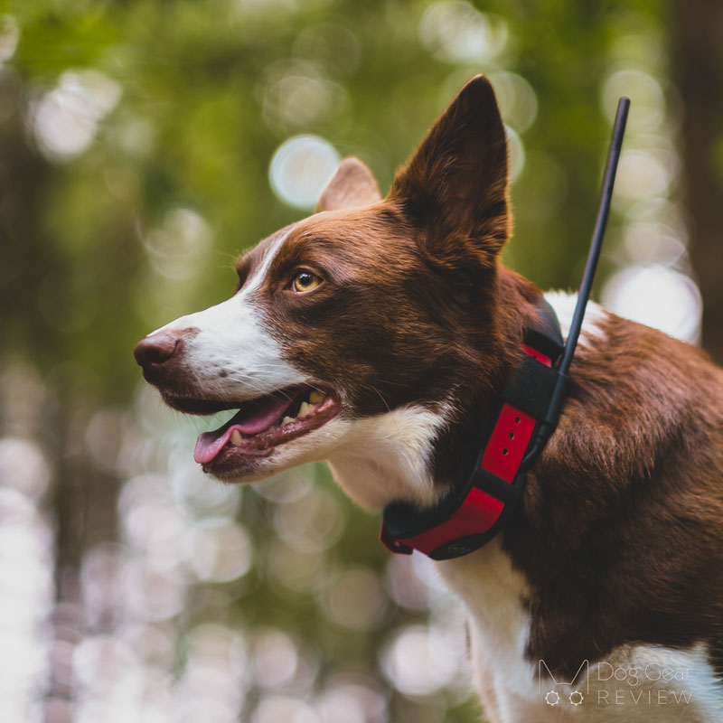 Collar para perro con localizador SportDog ▷ Tek 2.0 GPS