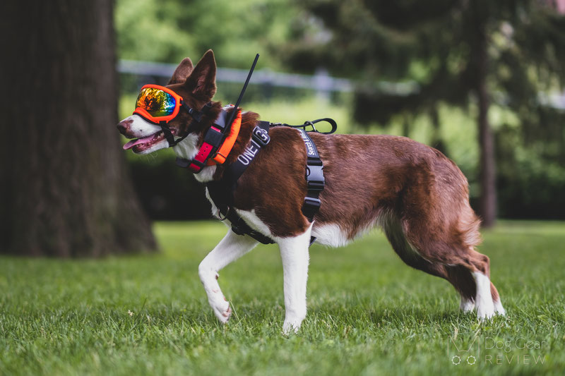 Collar para perro con localizador SportDog ▷ Tek 2.0 GPS