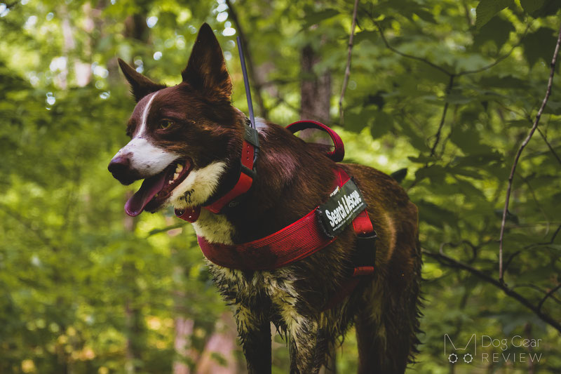 SportDOG Brand TEK 2.0 GPS Tracking System Review | Dog Gear Review