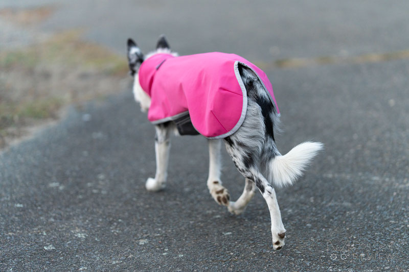 Pomppa SporttiPomppa Review | Dog Gear Review