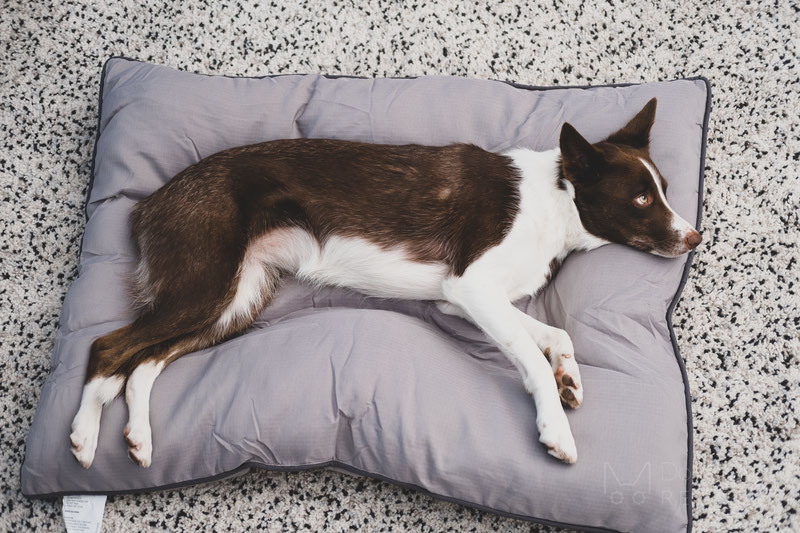 Mega mutt dog store bed super snoozer