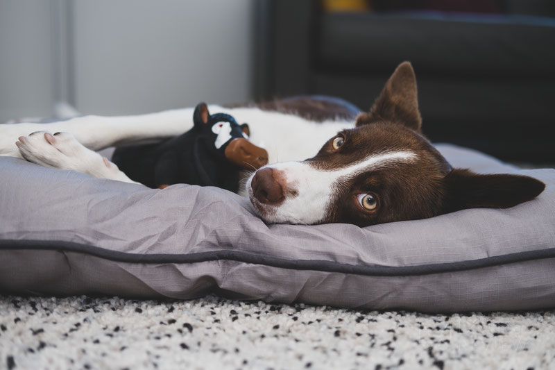 Should you put a bed in your dog's crate? - Snoozer Pet Products