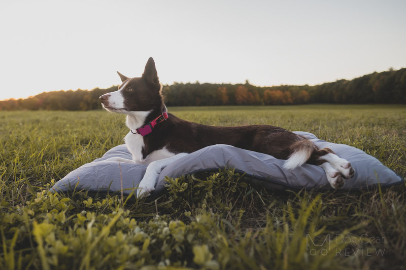 Pet Craft Supply Super Snoozer Bed Review | Dog Gear Review