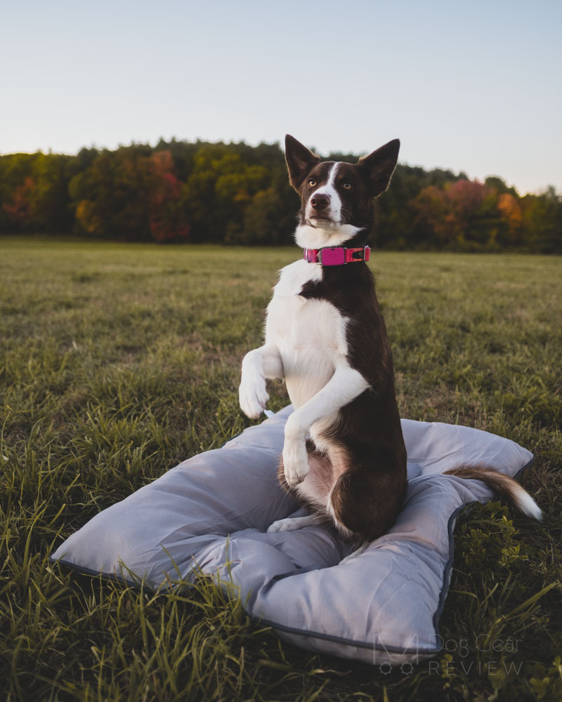 Pet Craft Supply Super Snoozer Bed Review | Dog Gear Review