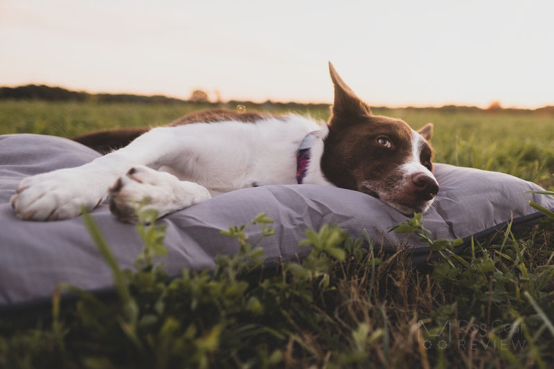 Pet Craft Supply Super Snoozer Bed Review | Dog Gear Review