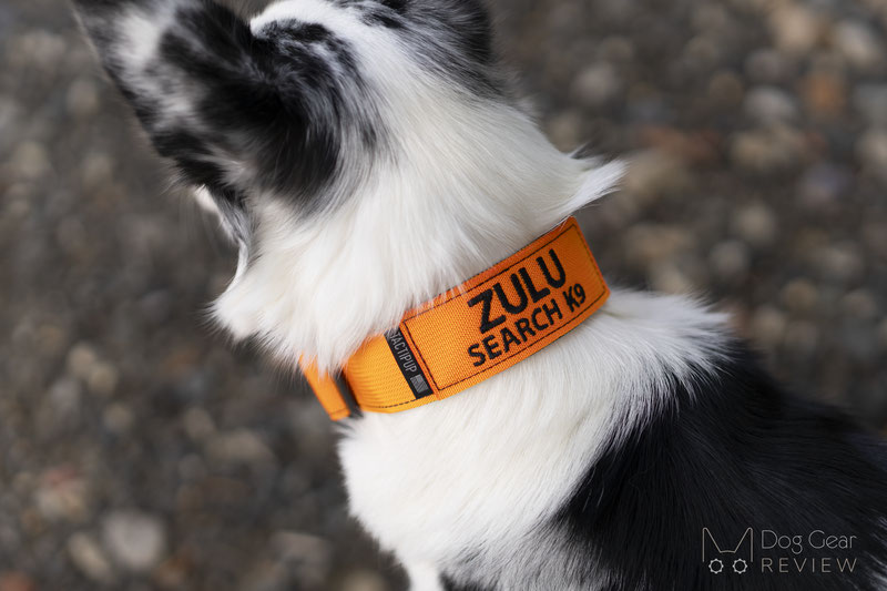 Tactipup Personalized 1.5" Basic Tactical Collar Review | Dog Gear Review