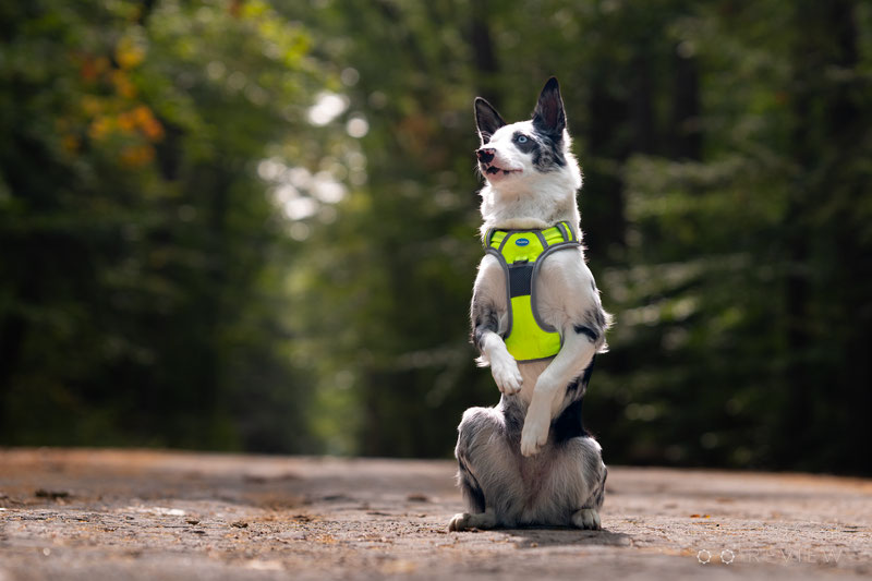 ThinkPet No Pull Dog Harness Review | Dog Gear Review