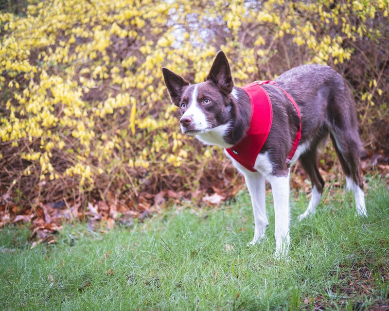 Truelove TLH1911 Mesh Harness Review | Dog Gear Review