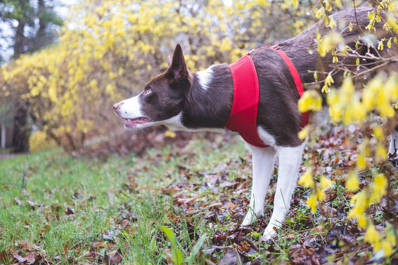 Truelove TLH1911 Mesh Harness Review | Dog Gear Review