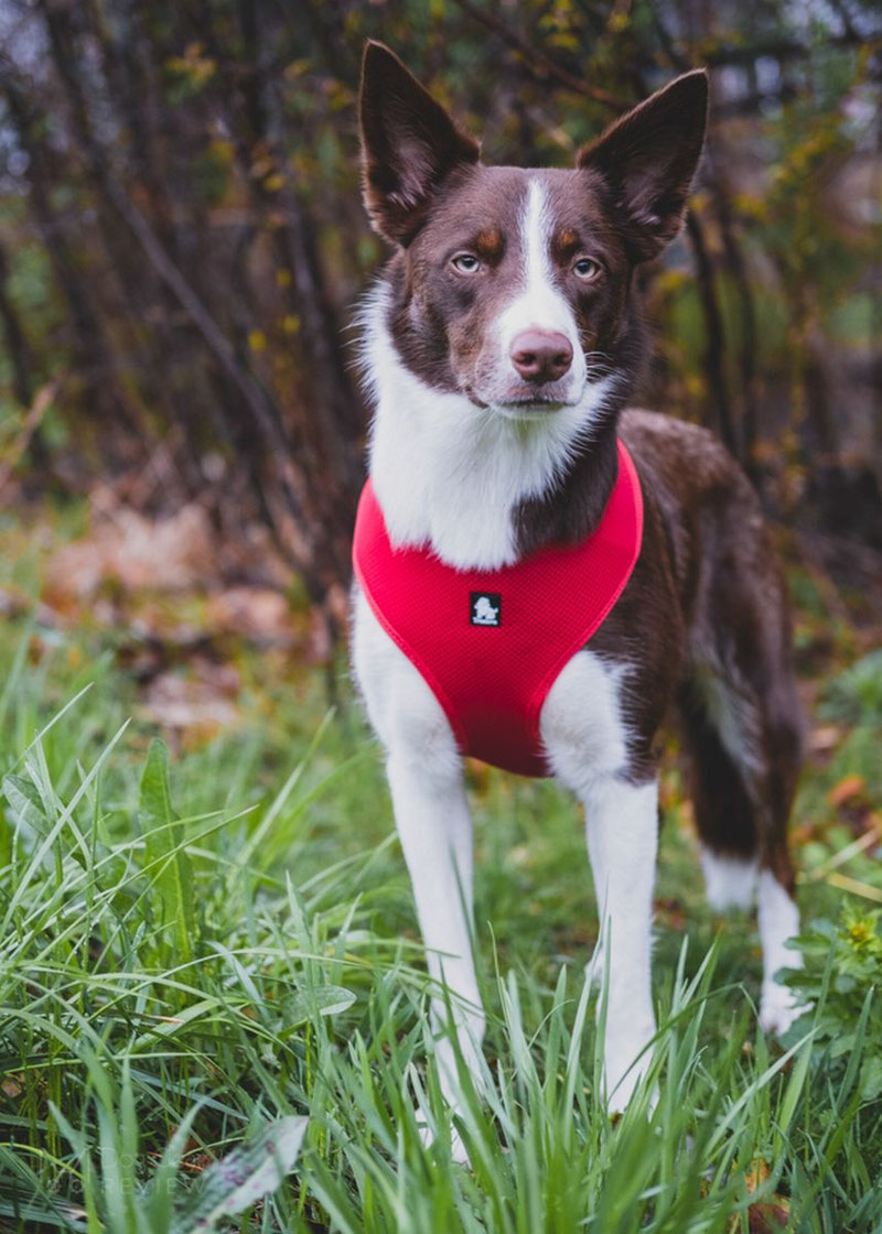 Truelove TLH1911 Mesh Harness Review | Dog Gear Review