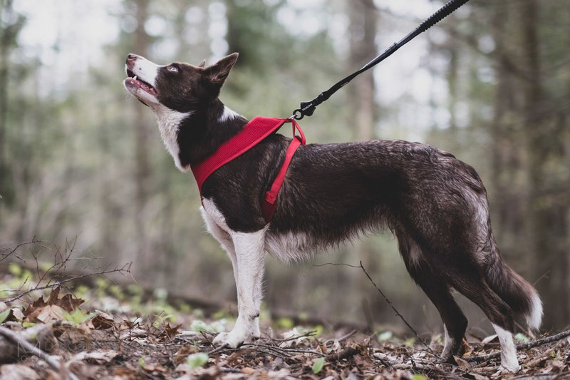 Truelove TLH1911 Mesh Harness Review | Dog Gear Review