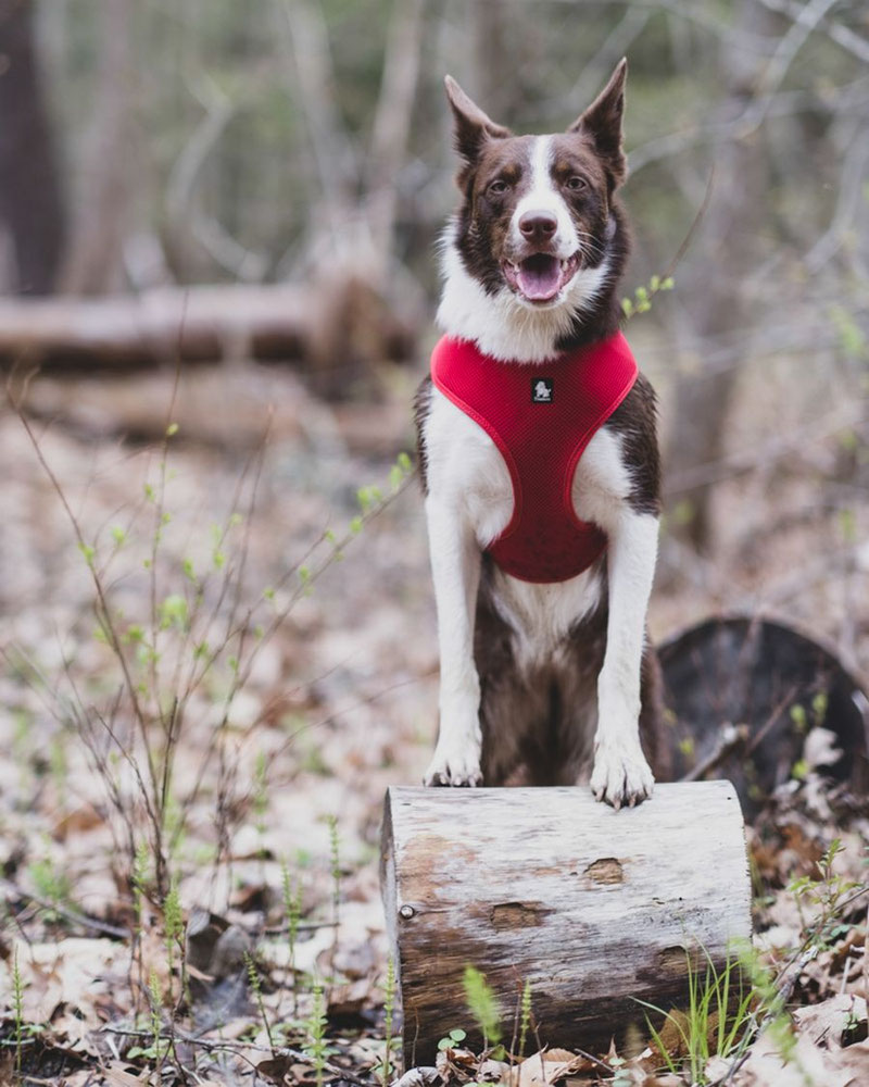 Truelove TLH1911 Mesh Harness Review | Dog Gear Review