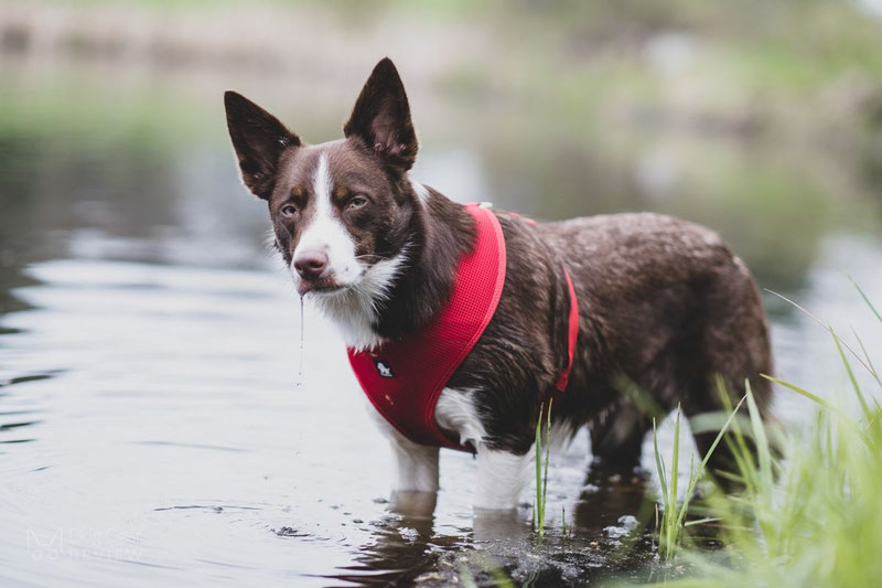 Truelove TLH1911 Mesh Harness Review | Dog Gear Review
