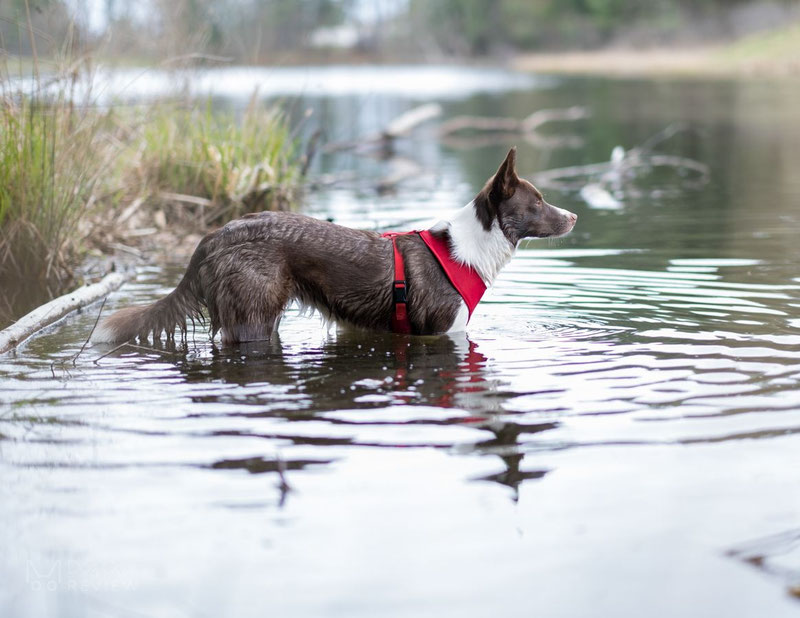 Truelove TLH1911 Mesh Harness Review | Dog Gear Review