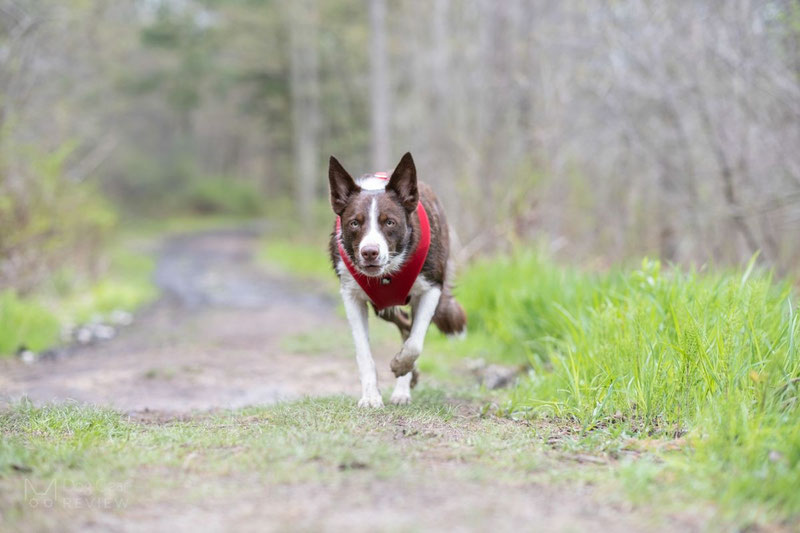 Truelove TLH1911 Mesh Harness Review | Dog Gear Review