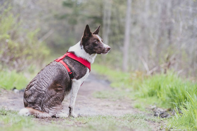 Truelove TLH1911 Mesh Harness Review | Dog Gear Review