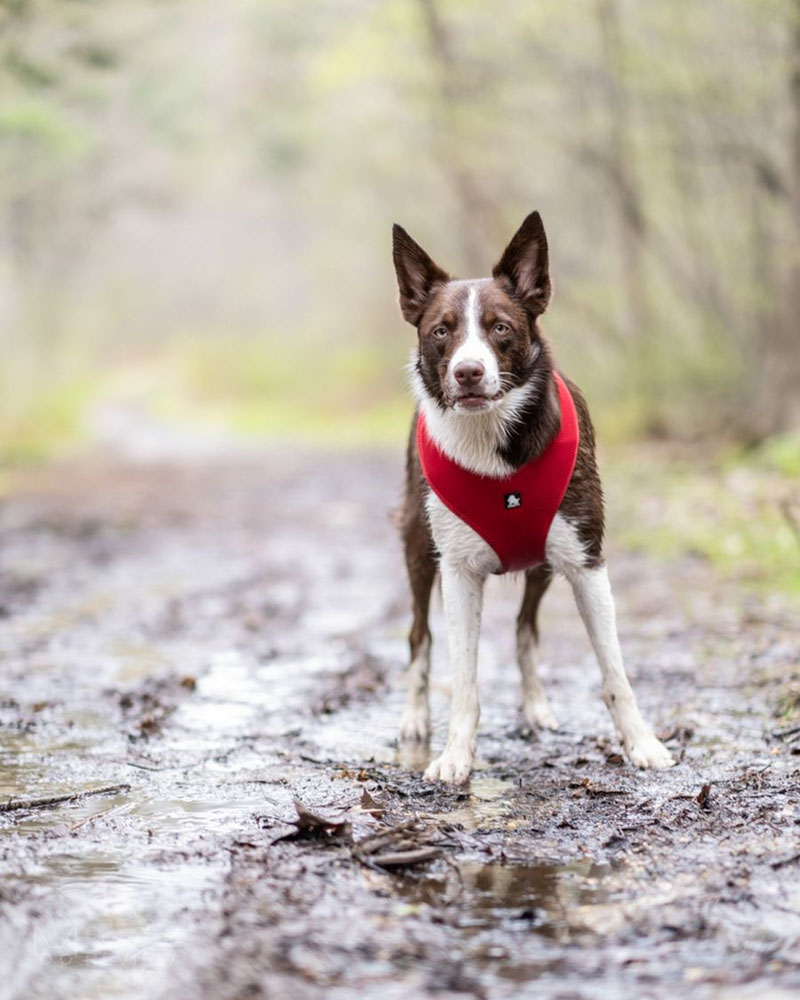 Truelove TLH1911 Mesh Harness Review | Dog Gear Review