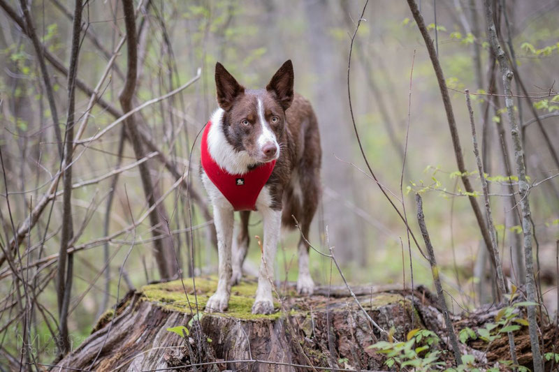 Truelove TLH1911 Mesh Harness Review | Dog Gear Review