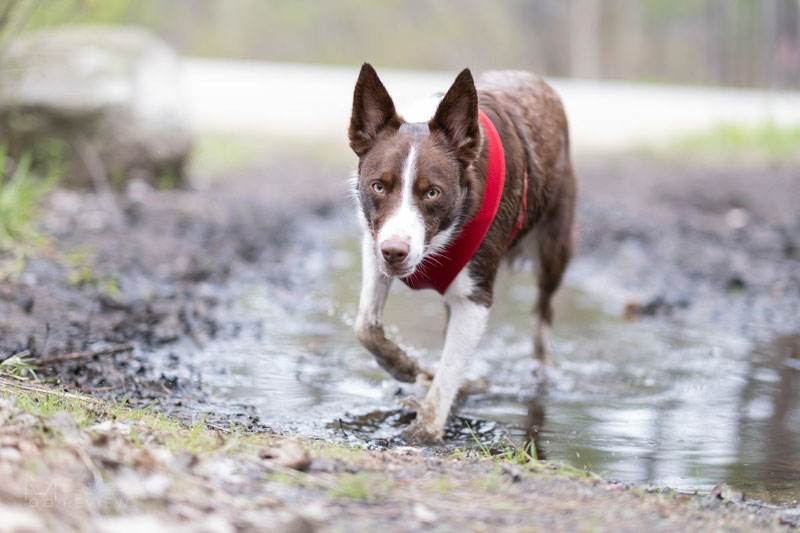 Truelove TLH1911 Mesh Harness Review | Dog Gear Review