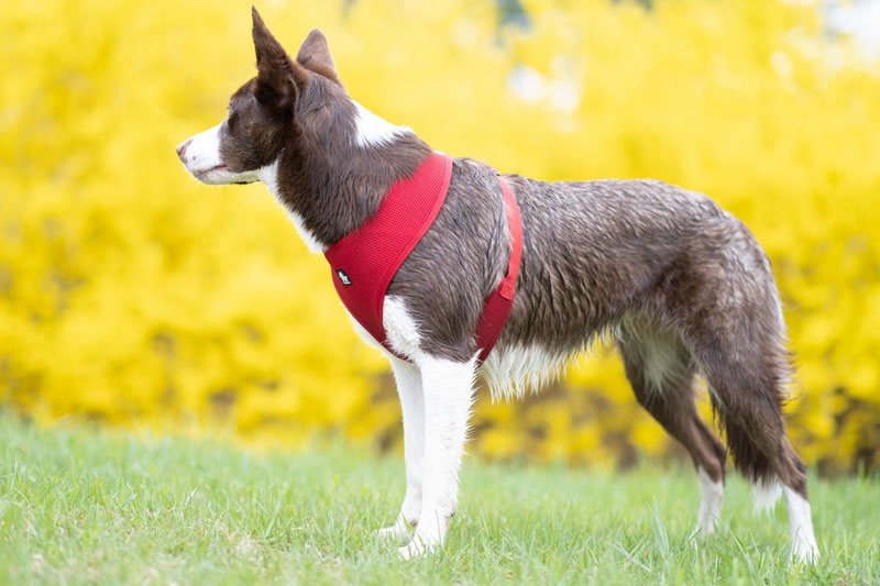 Truelove TLH1911 Mesh Harness Review | Dog Gear Review