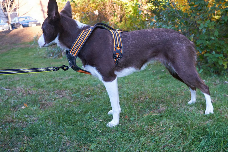 Truelove TLH5551 Harness Review | Dog Gear Review
