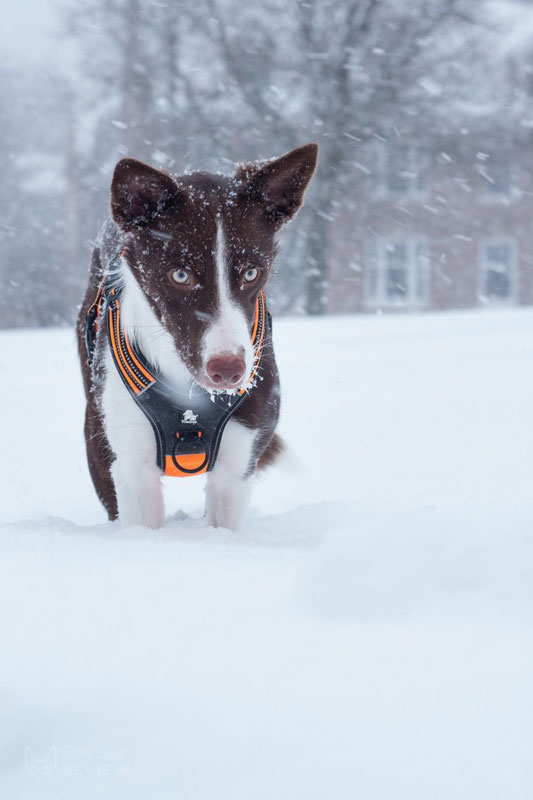 Truelove TLH5551 Harness Review | Dog Gear Review