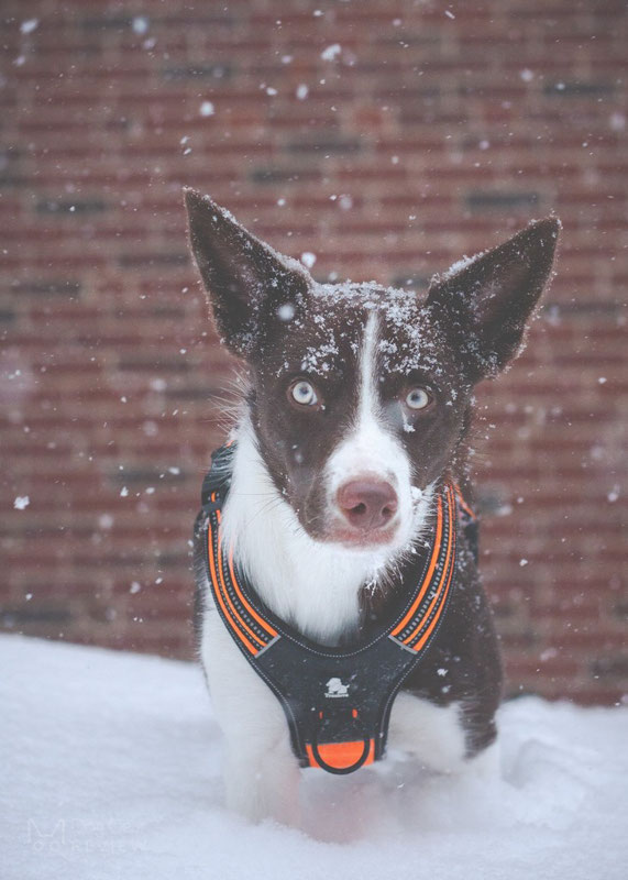 Truelove TLH5551 Harness Review | Dog Gear Review