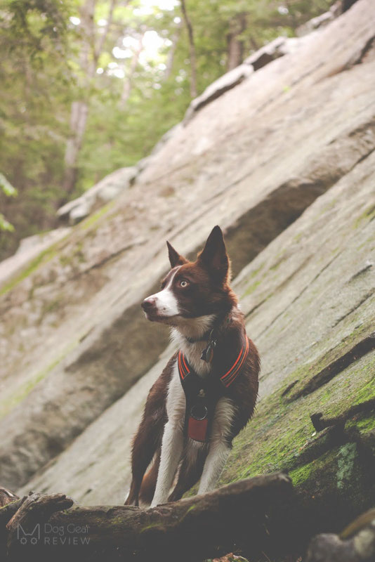 Truelove TLH5551 Harness Review | Dog Gear Review
