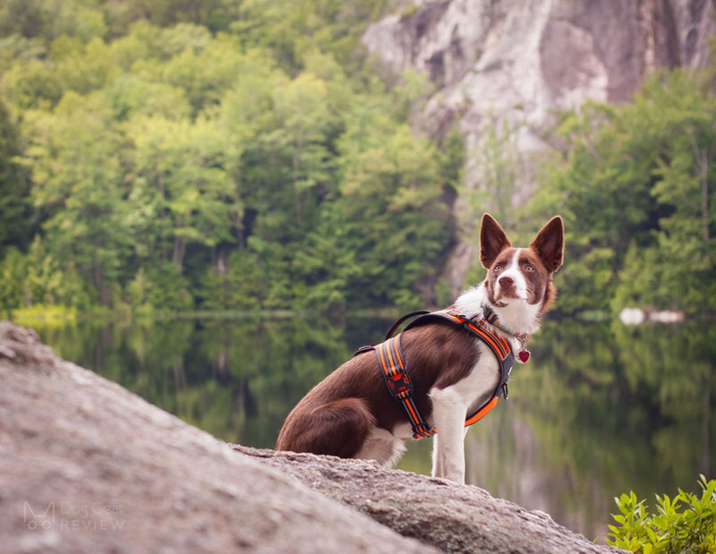 Truelove TLH5551 Harness Review | Dog Gear Review