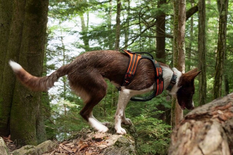Truelove TLH5551 Harness Review | Dog Gear Review