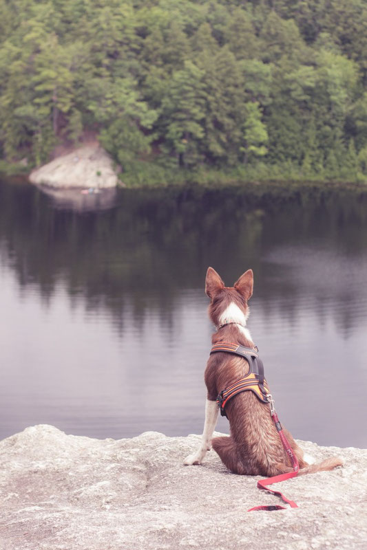 Truelove TLH5551 Harness Review | Dog Gear Review