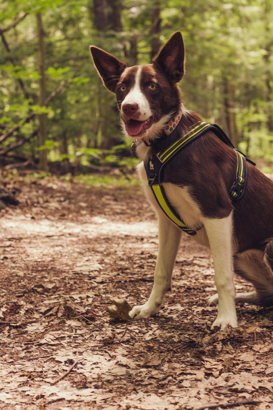 Truelove TLH5551 Harness Review | Dog Gear Review