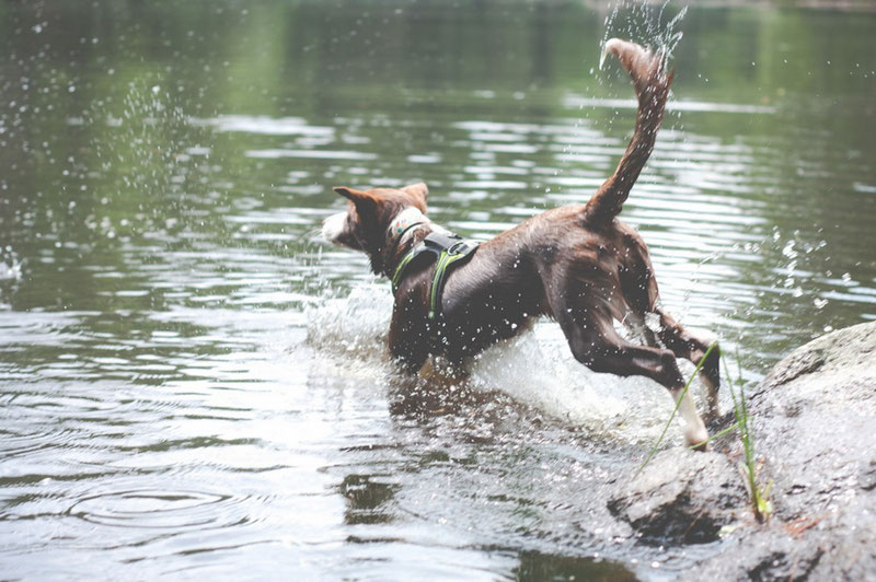 Truelove TLH5551 Harness Review | Dog Gear Review