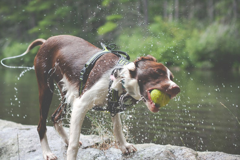Truelove TLH5551 Harness Review | Dog Gear Review