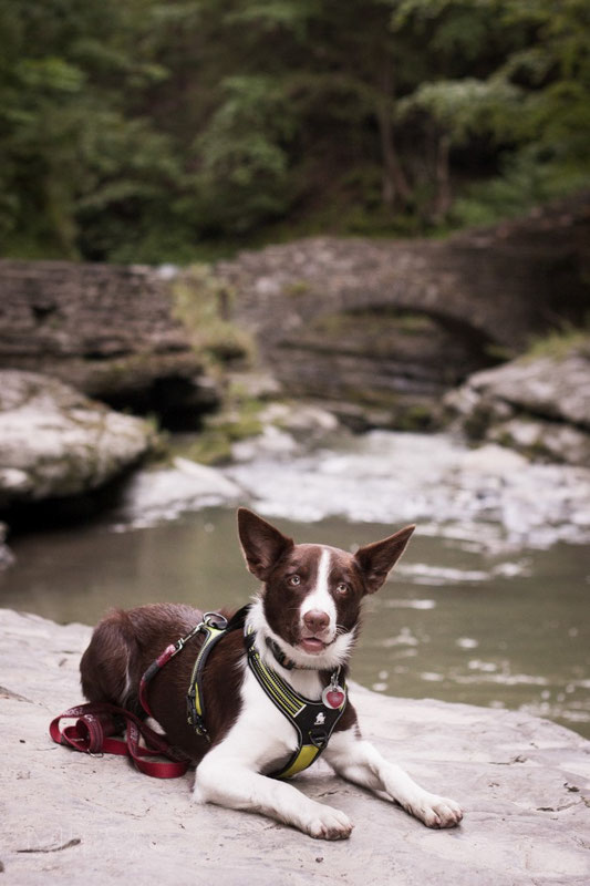 Truelove TLH5551 Harness Review | Dog Gear Review