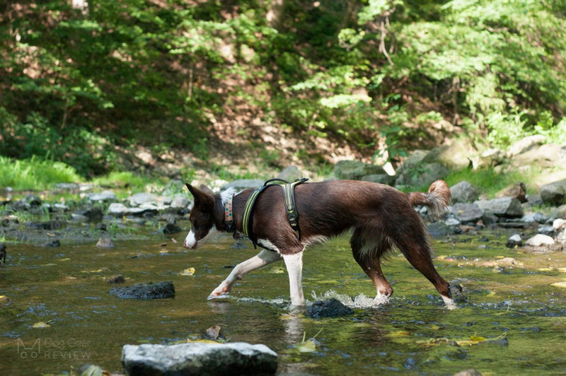 Truelove TLH5551 Harness Review | Dog Gear Review