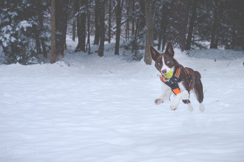 Truelove TLH5551 Harness Review | Dog Gear Review