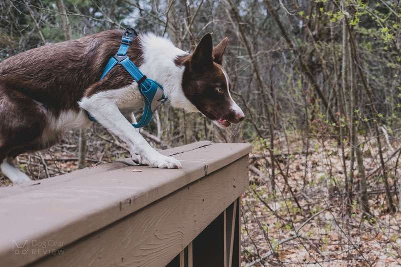 Truelove TLH5991 Harness Review | Dog Gear Review