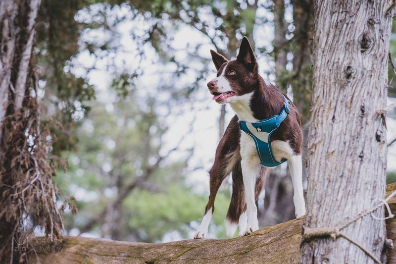 Truelove TLH5991 Harness Review | Dog Gear Review