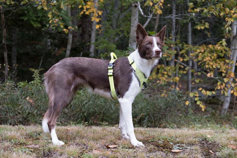 Truelove TLH6071 Harness Review | Dog Gear Review