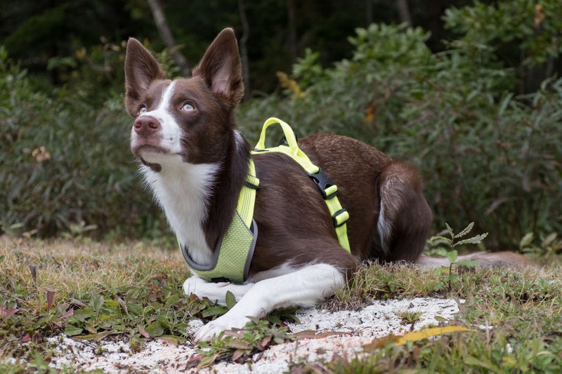 Truelove TLH6071 Harness Review | Dog Gear Review