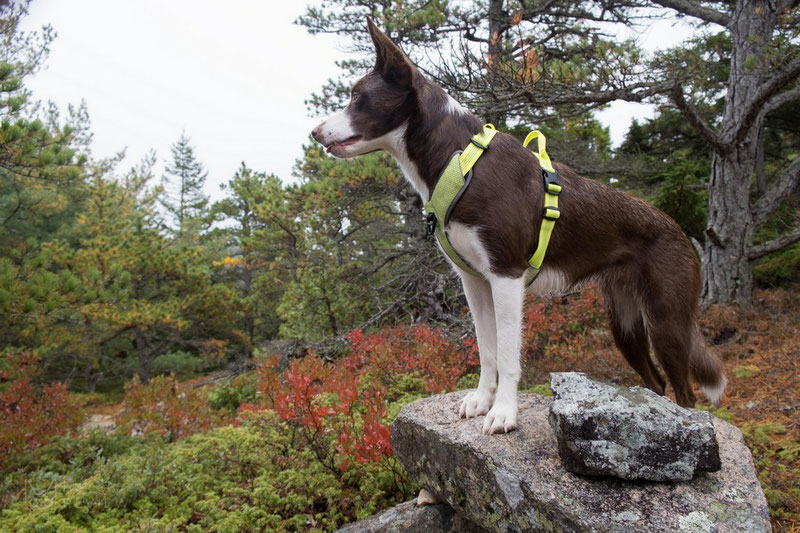 Truelove TLH6071 Harness Review | Dog Gear Review