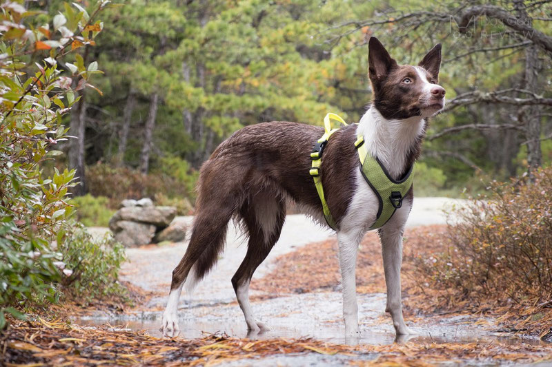 Truelove TLH6071 Harness Review | Dog Gear Review