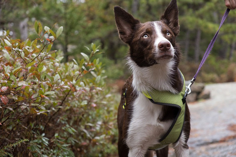 Truelove TLH6071 Harness Review | Dog Gear Review