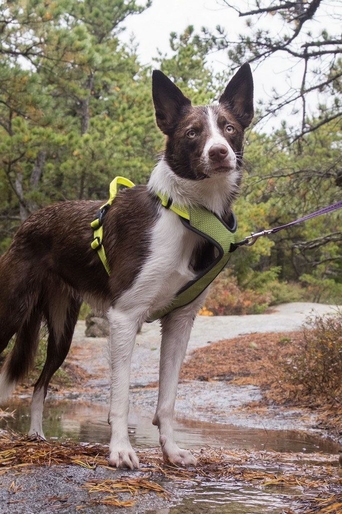 Truelove TLH6071 Harness Review | Dog Gear Review